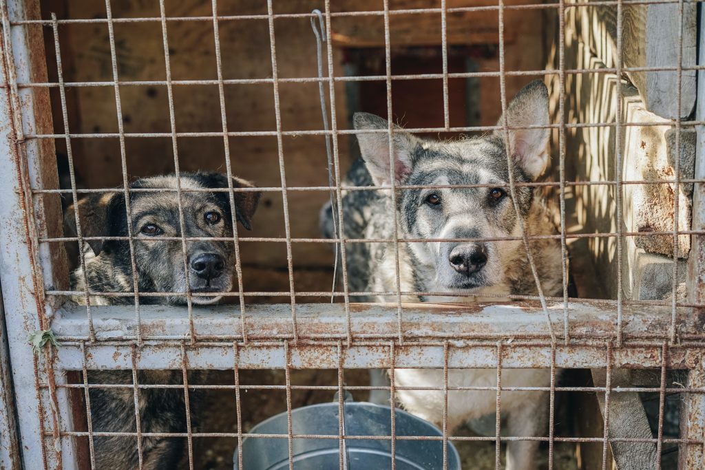 Travel with dogs, How to take dog in train, dog in train India