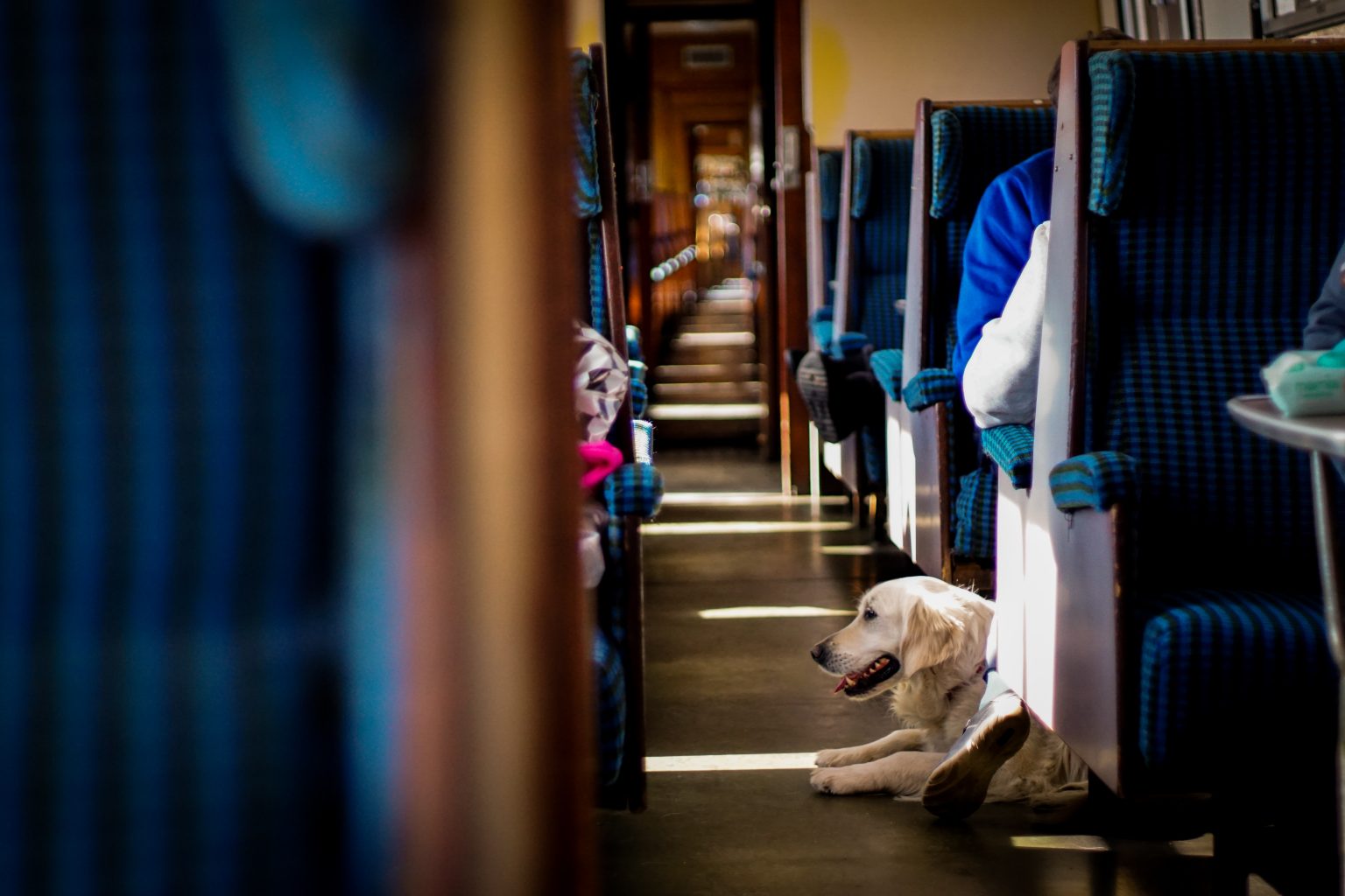 travel with dog in train india