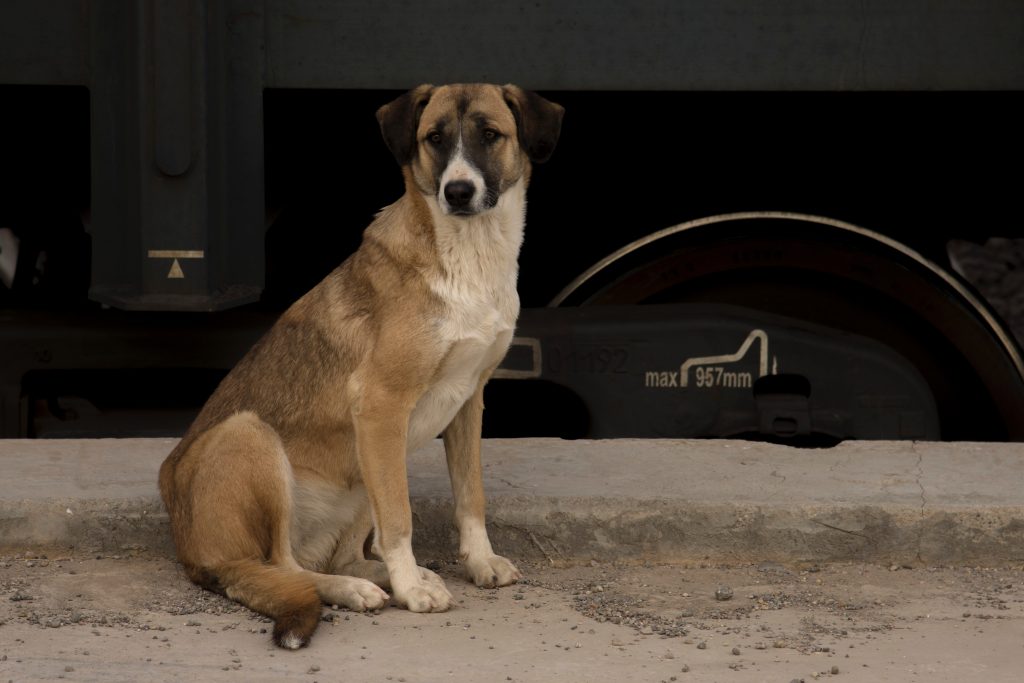 Can we travel with dog in train in India, How to carry a dog in a train, How to carry dog in train in India