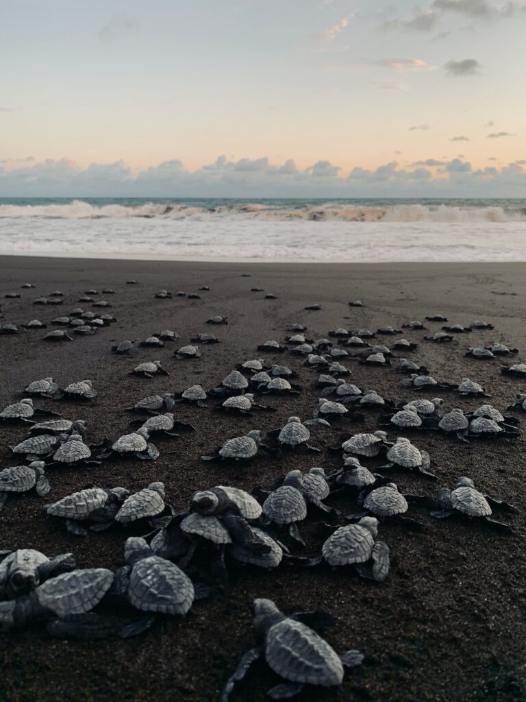 Olive Ridley Turtles in Kalipur Beach of Andaman