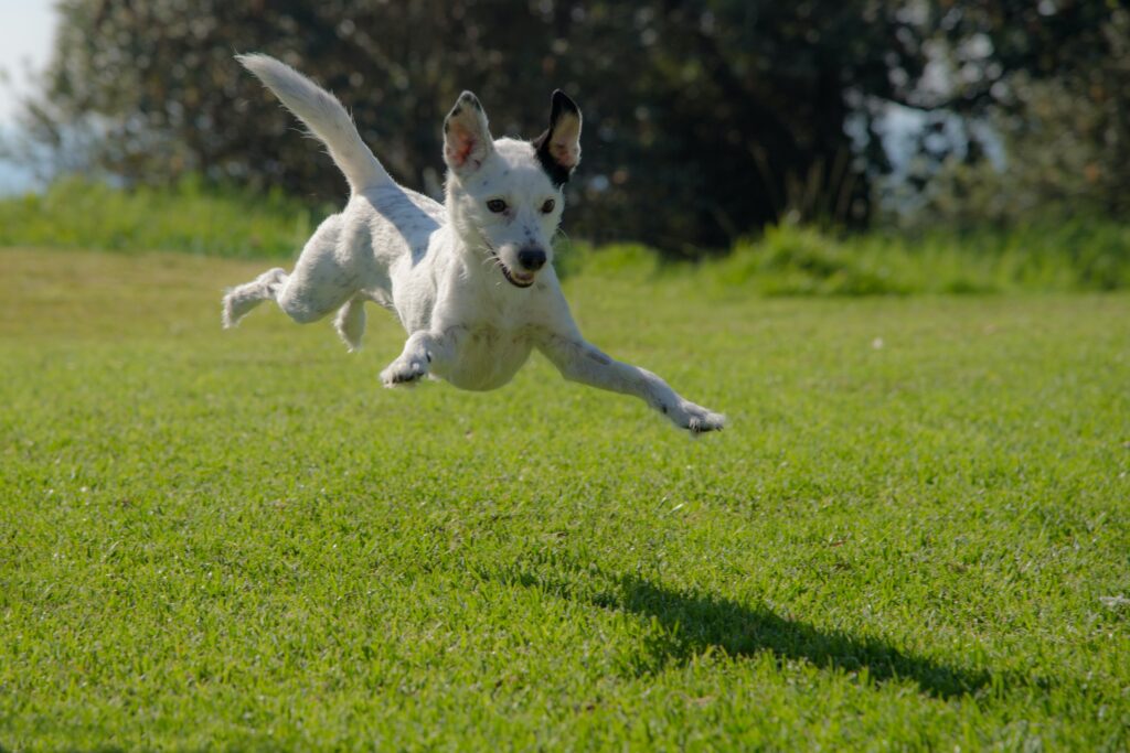 Dog parks in Kolkata, Citizen’s Park