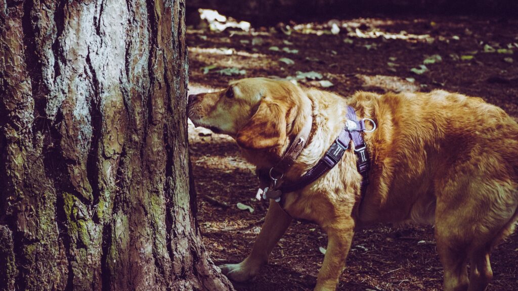 rabindra sarabor, dog parks in kolkata 