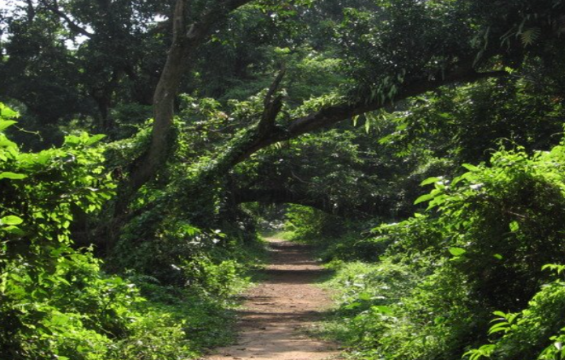 Chintamoni Kar Bird Sanctuary, unexplored places in kolkata, instagrammable places in kolkata