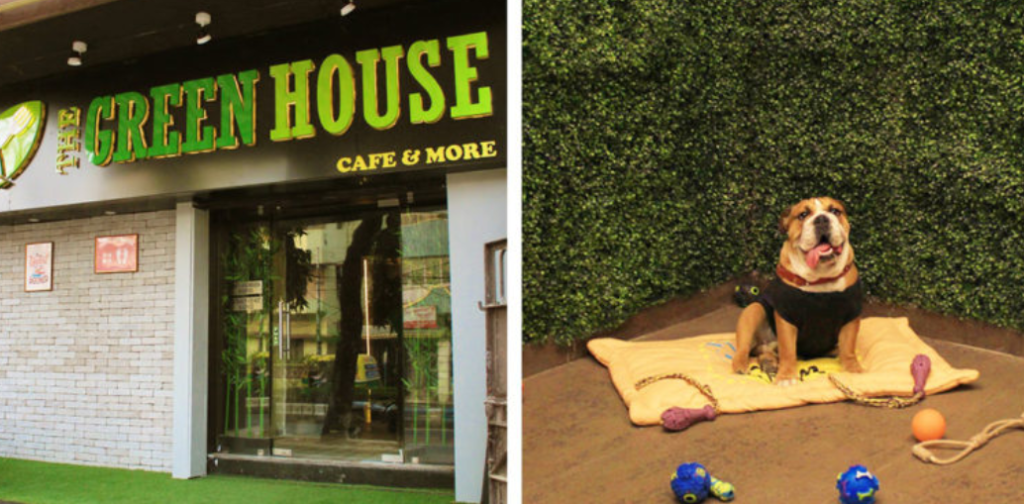 the green house cafe, kolkata, pet cafes in kolkata
