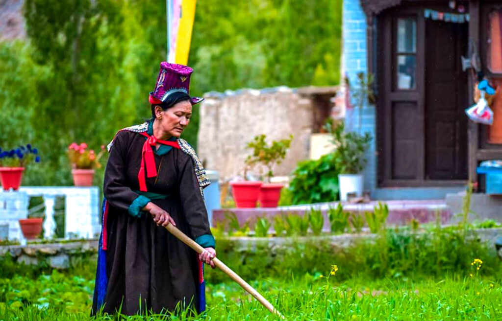 farm life in leh, ley in september