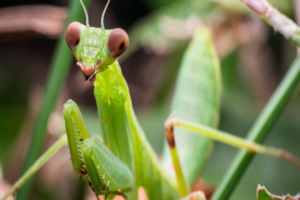 carolina mantis, weirdfacts about south carolina