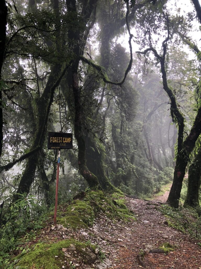 trail to forest camp mardi himal trek