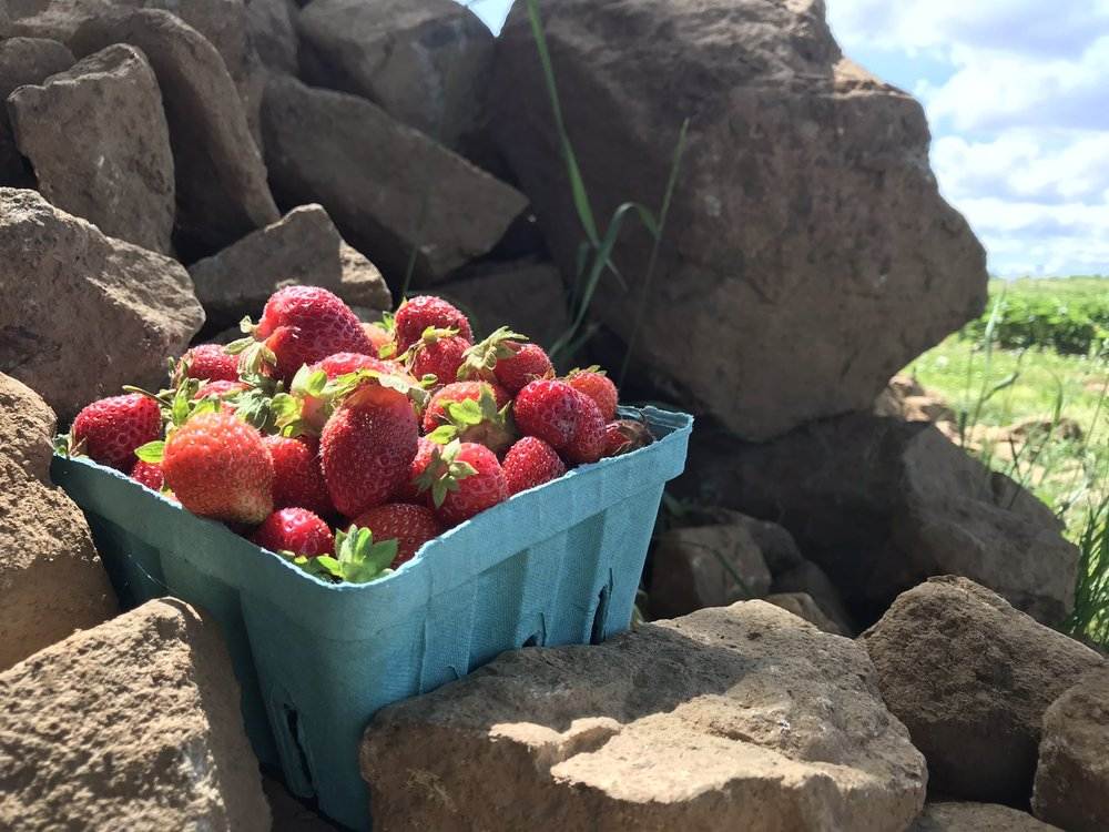 alstede farms in new jersey