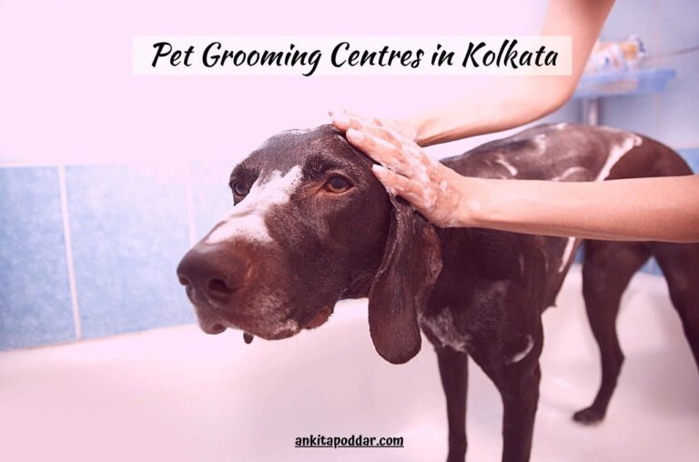 7 Best Centres For Pet Grooming in Kolkata