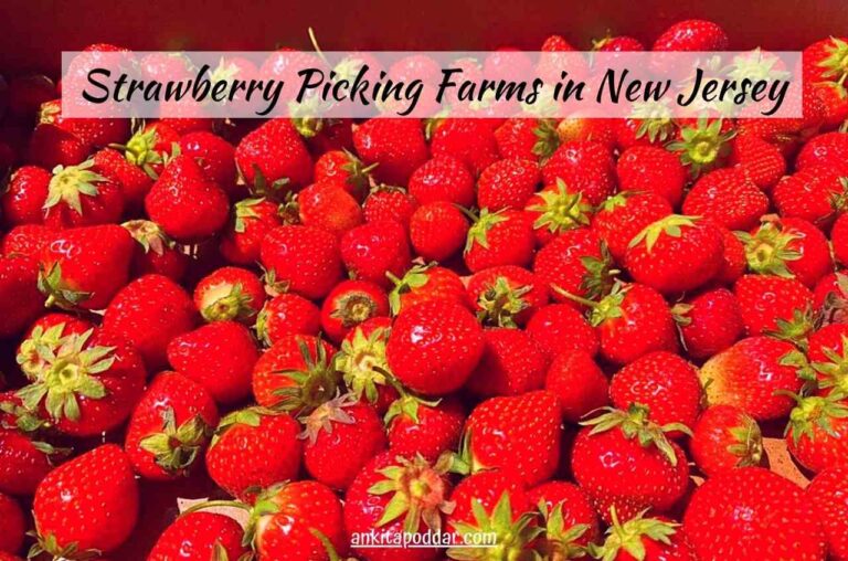 6 Nicest Strawberry Picking farms in New Jersey