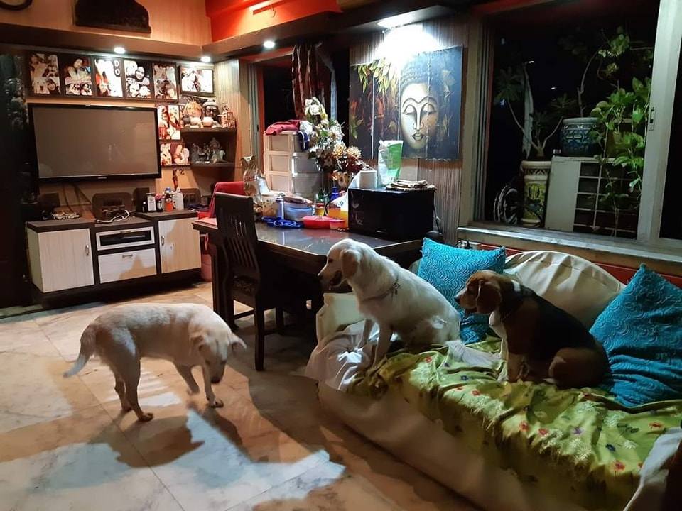 Mayurikas Dog Creche